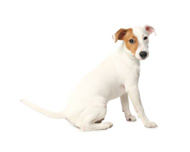 Beyaz arka planda şirin Jack Russel Terrier. Güzel köpek.
