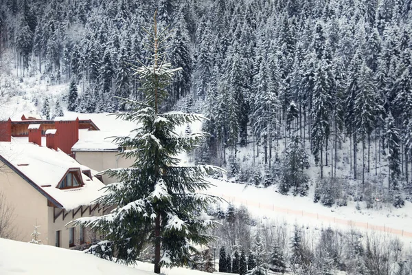 Bello Abete Nevoso Vicino Edificio Durante Giorno Invernale — Foto Stock