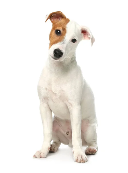 Aranyos Jack Russel Terrier Fehér Háttérrel Szép Kutya — Stock Fotó