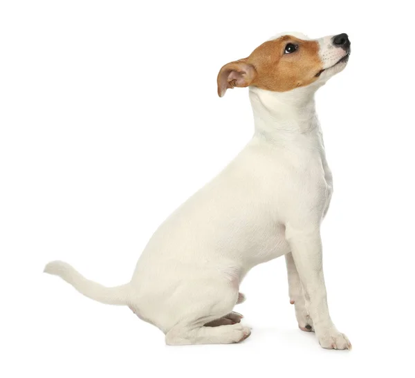 Leuke Jack Russel Terrier Witte Achtergrond Mooie Hond — Stockfoto