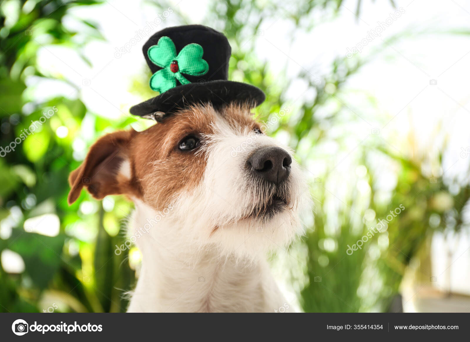 Jack russell hat sale