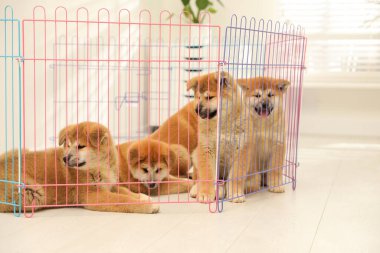 Oyun parkındaki şirin Akita Inu yavruları. Yavru hayvanlar