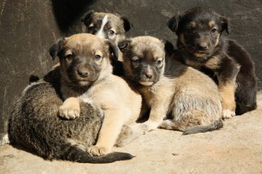Güneşli bir günde başıboş köpek yavruları. Yavru hayvanlar