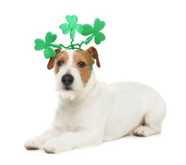 Yoncalı Jack Russell Terrier beyaz arka planda saç bandı bırakıyor. Aziz Patrick Günü