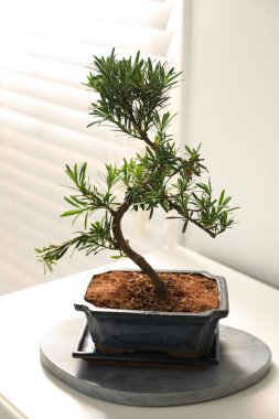 Japon bonsai bitkisi kapalı bir masada. Evde zen atmosferi oluşturuluyor