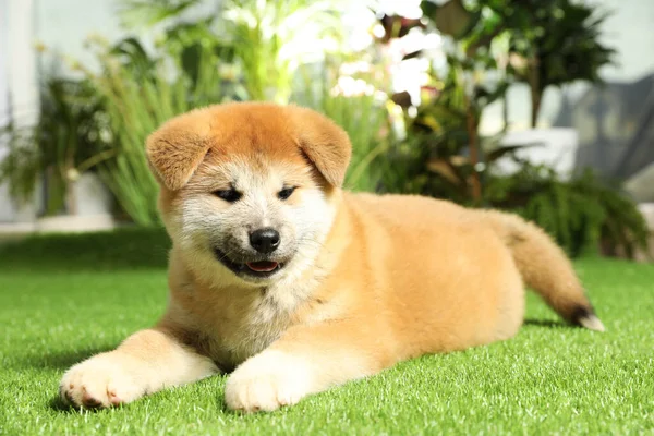 屋外の緑の芝生でかわいい秋田犬の子犬 赤ちゃん動物 — ストック写真