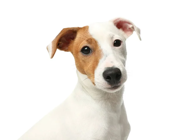 Leuke Jack Russel Terrier Witte Achtergrond Mooie Hond — Stockfoto