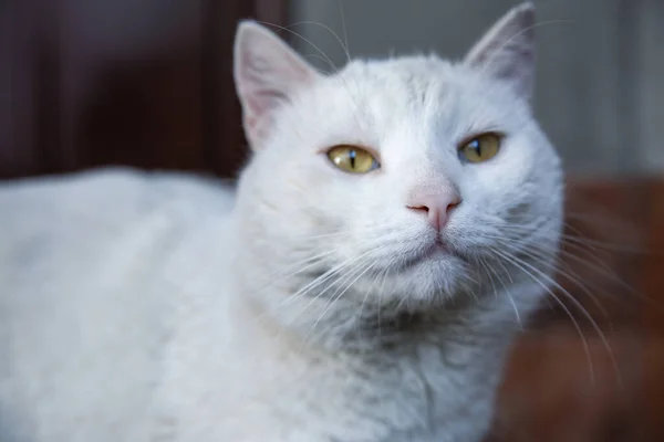 Beautiful White Cat Outdoors Closeup Stray Animal — Stock Photo, Image