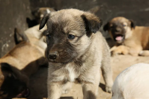 Cachorros Callejeros Aire Libre Día Soleado Primer Plano Bebé Animales — Foto de Stock