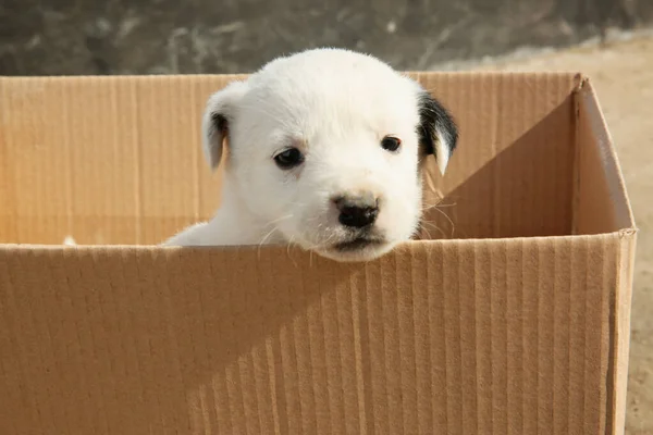 在户外的纸板箱里放狗 小动物 — 图库照片