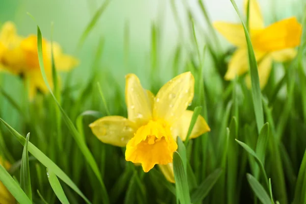 Jarní Zelená Tráva Jasné Narcisy Rosou Detailní Záběr — Stock fotografie