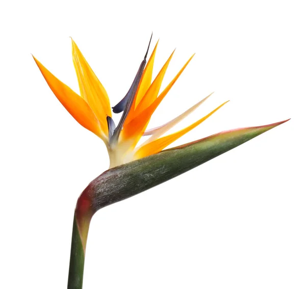 Paradijsvogel Tropische Bloem Geïsoleerd Wit — Stockfoto