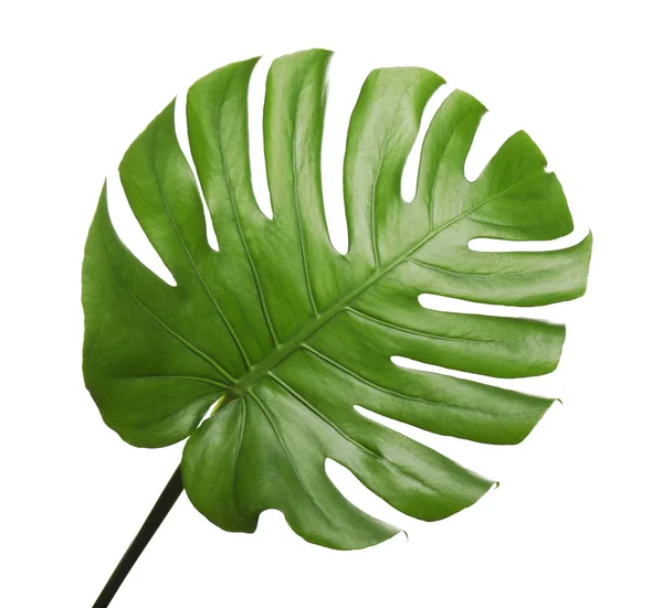 Fresh Green Tropical Leaf Isolated White — Stock Photo, Image