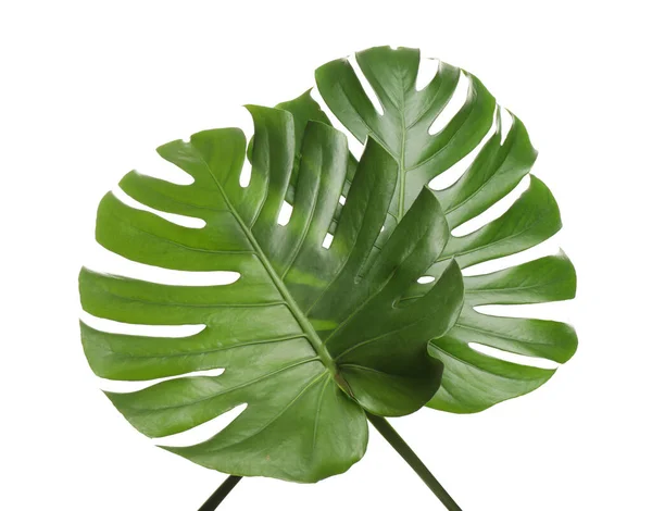 Fresh Green Tropical Leaves White Background — Stock Photo, Image