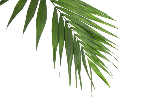 Taze Yeşil Tropikal Yaprak Beyazda Izole Edilmiş — Stok fotoğraf