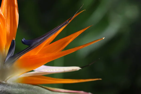 Bird Paradise Τροπικό Λουλούδι Θολή Φόντο Closeup — Φωτογραφία Αρχείου