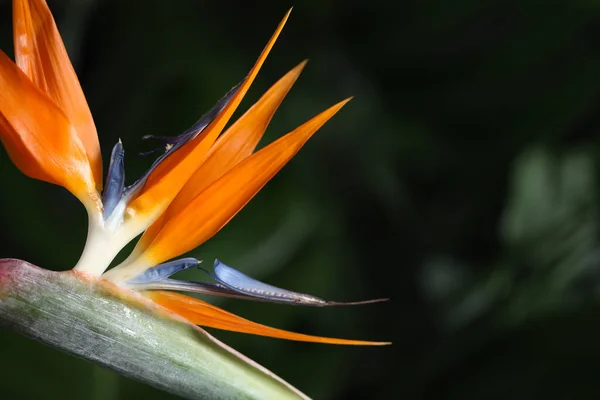 Bird Paradise Τροπικό Λουλούδι Θολή Φόντο Closeup Χώρος Για Κείμενο — Φωτογραφία Αρχείου