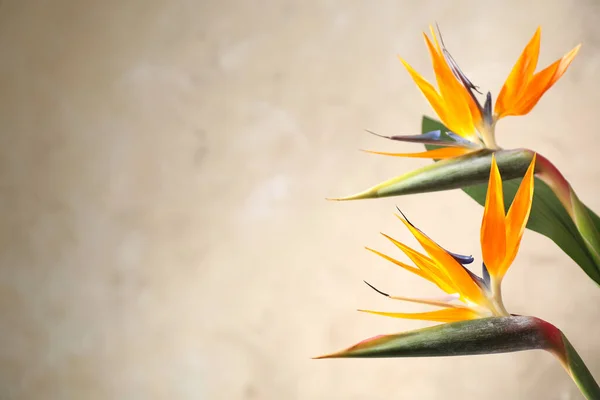 Pták Paradise Tropické Květiny Béžovém Pozadí Detailní Záběr Mezera Pro — Stock fotografie
