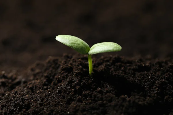 Młode Sadzonki Rosnące Żyznej Glebie Zbliżenie — Zdjęcie stockowe