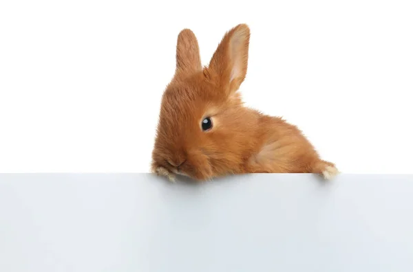 Beyaz Arka Planda Sevimli Pofuduk Tavşan Paskalya Sembolü — Stok fotoğraf