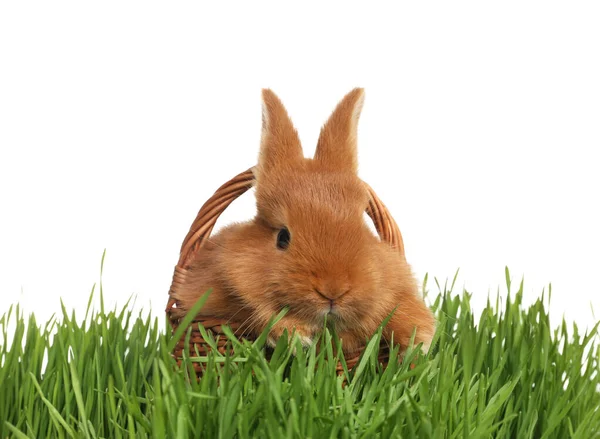Hasır Sepetteki Sevimli Pofuduk Tavşancık Yeşil Çimlerin Üzerinde Beyaz Arka — Stok fotoğraf