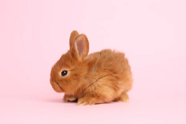 Adorabile Coniglietto Morbido Sfondo Rosa Simbolo Pasqua — Foto Stock