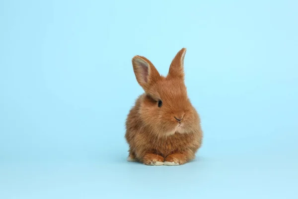 Adorabile Coniglietto Morbido Sfondo Azzurro Simbolo Pasqua — Foto Stock