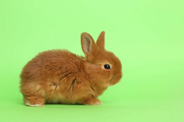 可爱的毛茸茸的兔子绿色背景 复活节标志 — 图库照片