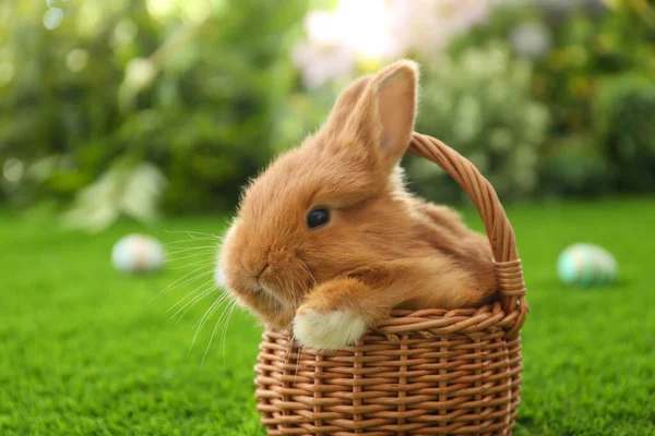 Очаровательный Пушистый Кролик Плетеной Корзине Зеленой Траве Крупный План Пасхальный — стоковое фото