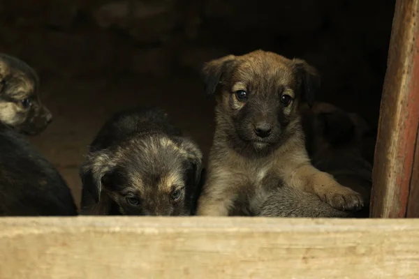 Cachorros Sin Hogar Casa Abandonada Animales Bebé Callejeros — Foto de Stock