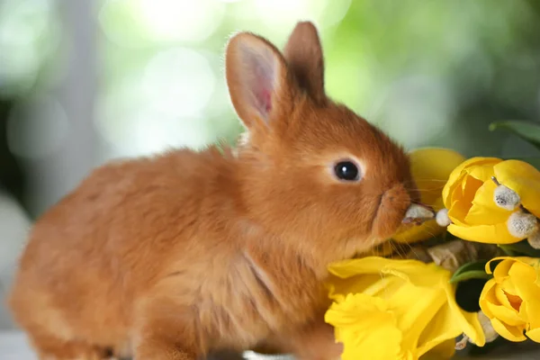 Чарівний Пухнастий Великодній Кролик Квіти Розмитому Зеленому Тлі Крупним Планом — стокове фото
