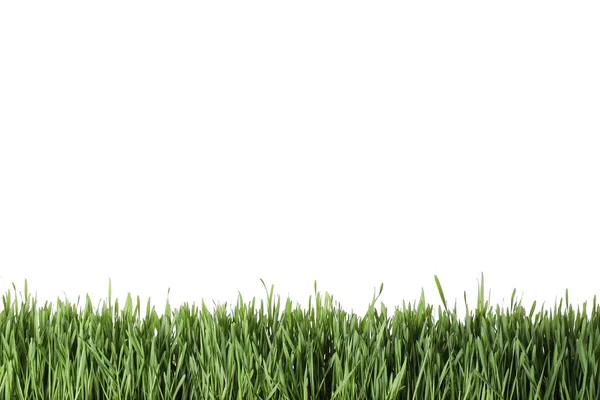Fresh Green Grass White Background Spring Season — Stock Photo, Image