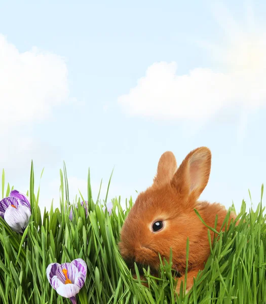Yeşil Çimenlerin Üzerinde Sevimli Tüylü Tavşan Mutlu Paskalyalar — Stok fotoğraf