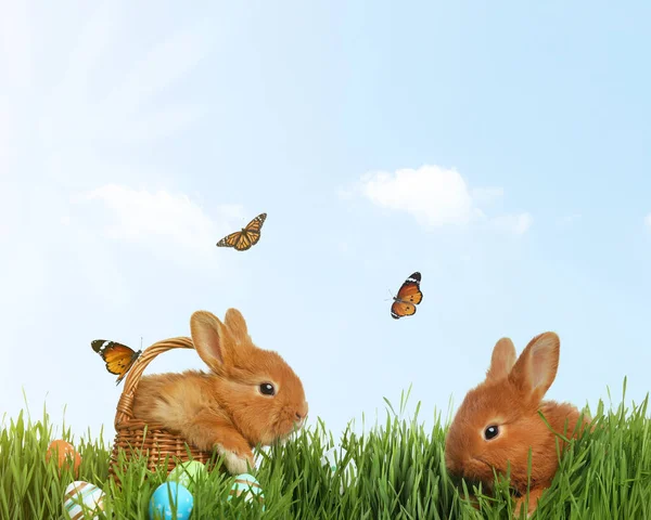 Adorable Fluffy Bunnies Outdoors Sunny Day Happy Easter — Stock Photo, Image