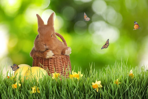Adorable Bunny Wicker Basket Easter Eggs Green Grass — Stock Photo, Image