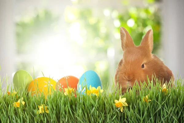 Adorable Bunny Easter Eggs Green Grass — Stock Photo, Image