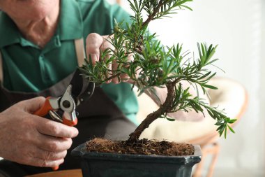 İçeride Japon bonsai fabrikasıyla ilgilenen kıdemli adam, yakın plan. Evde zen atmosferi oluşturuluyor
