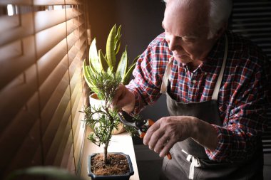 İçerideki pencerenin yanında Japon bonsai fabrikasıyla ilgilenen kıdemli bir adam. Evde zen atmosferi oluşturuluyor