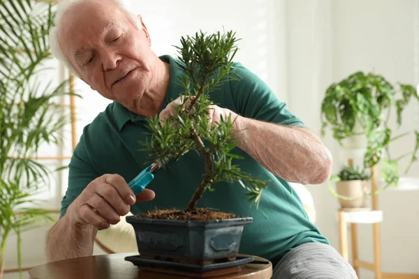 Starszy Pan Zajmuje Się Japońską Fabryką Bonsai Domu Tworzenie Atmosfery — Zdjęcie stockowe