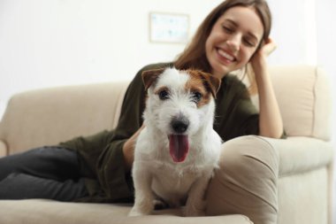 Evdeki kanepede tatlı Jack Russell Terrier 'ı olan genç bir kadın. Sevimli hayvan