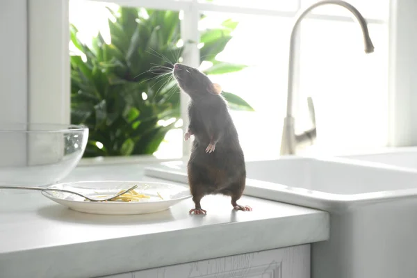 Rat Dirty Plate Kitchen Counter Pest Control — Stock Photo, Image