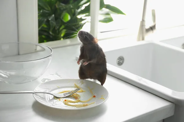 Ratto Vicino Piatto Sporco Sul Bancone Della Cucina Controllo Dei — Foto Stock