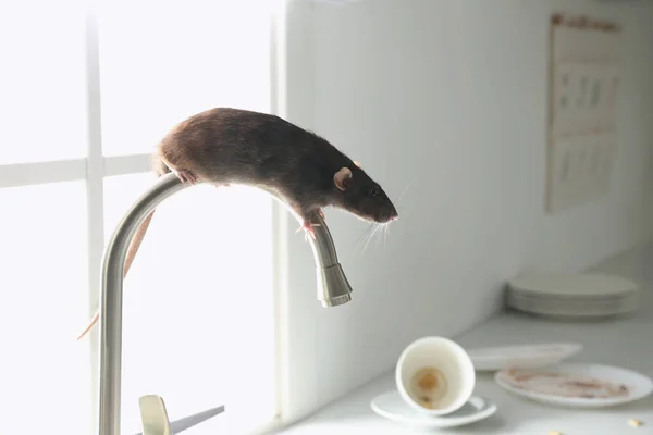 Rat Faucet Messy Kitchen Pest Control — Stock Photo, Image