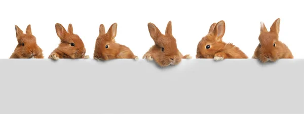 Коллаж Очаровательными Пушистыми Кроликами Белом Фоне — стоковое фото