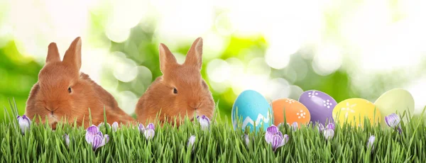 Bedårande Kaniner Och Påskägg Grönt Gräs — Stockfoto