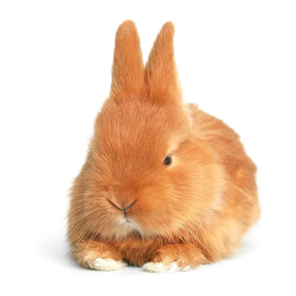 Bedårande Fluffig Påsk Kanin Vit Bakgrund — Stockfoto