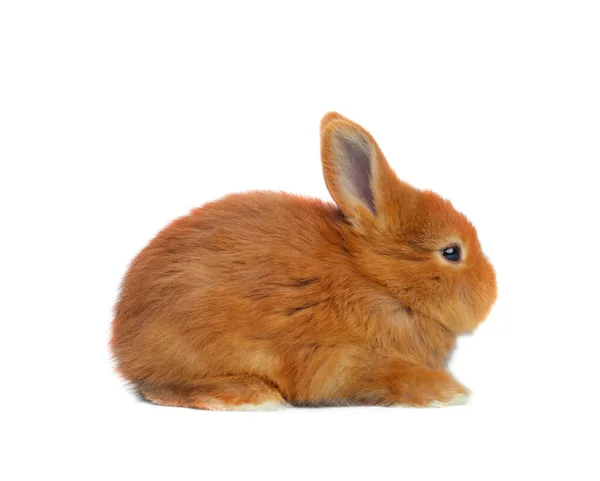 Adorable Fluffy Easter Bunny White Background — Stock Photo, Image