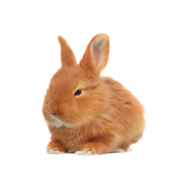 Adorable Conejito Pascua Esponjoso Sobre Fondo Blanco — Foto de Stock