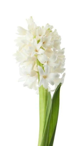 Belo Jacinto Isolado Branco Flor Primavera — Fotografia de Stock
