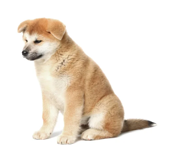 白い背景にかわいい秋田犬子犬 赤ちゃん動物 — ストック写真